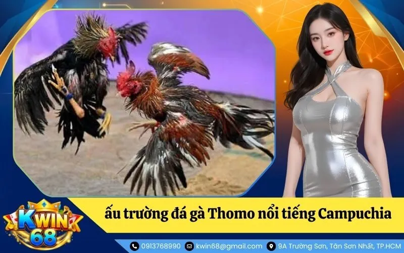 Đá gà Thomo