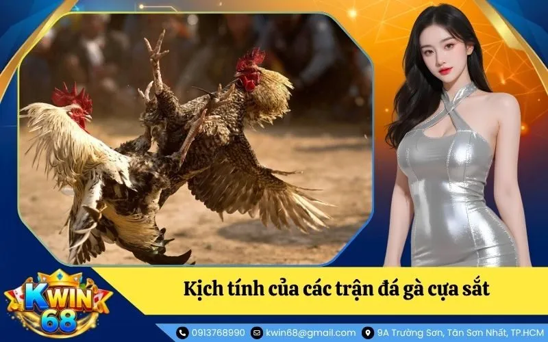 Đặc điểm nổi bật tạo nên sự kịch tính của các trận đá gà cựa sắt