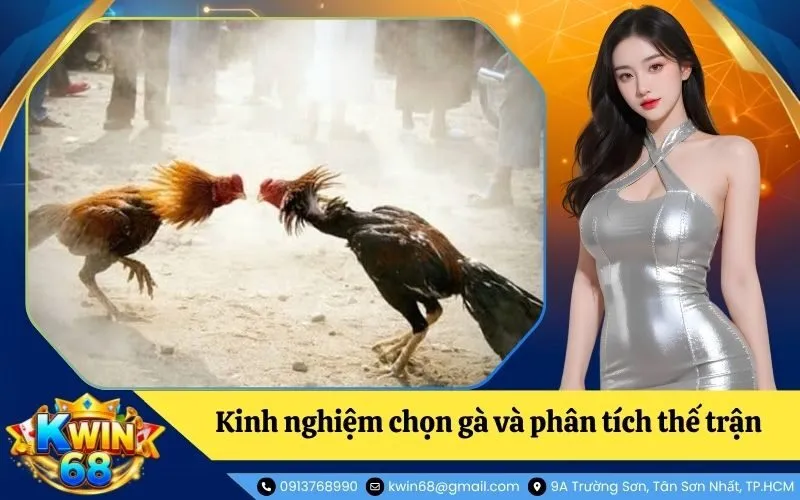 Kinh nghiệm chọn gà và phân tích thế trận cho tân thủ