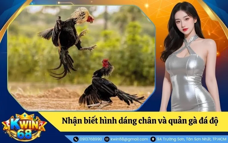 Nhận biết hình dáng chân và quản gà đá độ