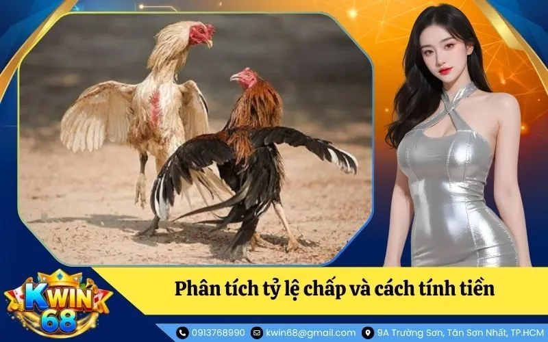 Phân tích tỷ lệ chấp và cách tính tiền trong kèo đá gà khốc liệt