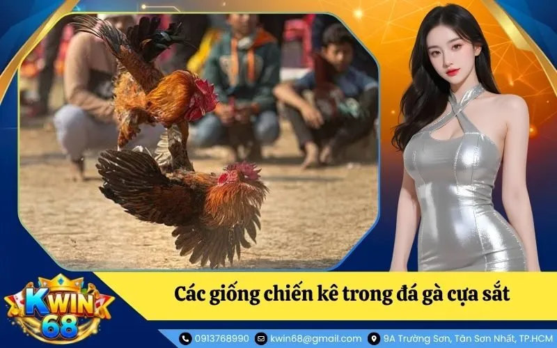 Tổng hợp các giống chiến kê chuyên dụng trong đá gà cựa sắt