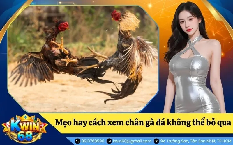 Xem chân gà đá