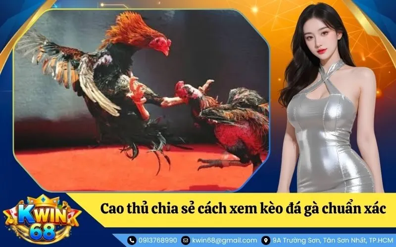 Xem kèo đá gà